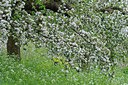 BUITEN BEELD Foto: 248544