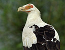 BUITEN BEELD Foto: 248548