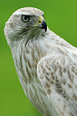 BUITEN BEELD Foto: 248549