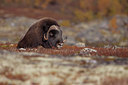 BUITEN BEELD Foto: 248587