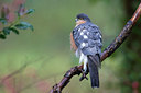BUITEN BEELD Foto: 248597