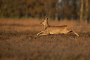 BUITEN BEELD Foto: 248606
