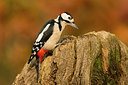 BUITEN BEELD Foto: 248630