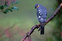 BUITEN BEELD Foto: 248649