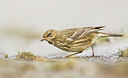 BUITEN BEELD Foto: 248656