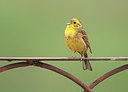 BUITEN BEELD Foto: 248678