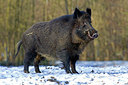 BUITEN BEELD Foto: 248699