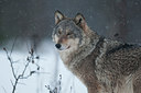 BUITEN BEELD Foto: 248759