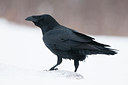 BUITEN BEELD Foto: 248760
