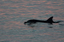 BUITEN BEELD Foto: 248807