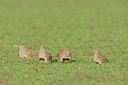 BUITEN BEELD Foto: 248829
