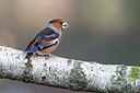 BUITEN BEELD Foto: 248841