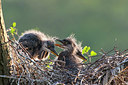 BUITEN BEELD Foto: 248906