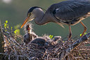 BUITEN BEELD Foto: 248907