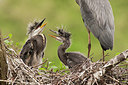 BUITEN BEELD Foto: 248920