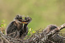 BUITEN BEELD Foto: 248927