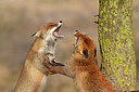 BUITEN BEELD Foto: 248971