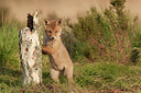BUITEN BEELD Foto: 248973