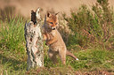 BUITEN BEELD Foto: 248974