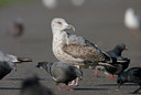 BUITEN BEELD Foto: 24027