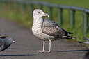 BUITEN BEELD Foto: 24028