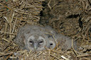 BUITEN BEELD Foto: 24153