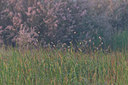 BUITEN BEELD Foto: 24160