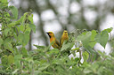 BUITEN BEELD Foto: 24202