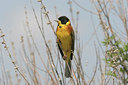 BUITEN BEELD Foto: 24259