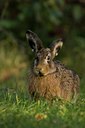 BUITEN BEELD Foto: 24307