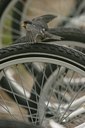 BUITEN BEELD Foto: 24413