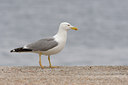 BUITEN BEELD Foto: 24433