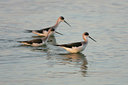 BUITEN BEELD Foto: 24500