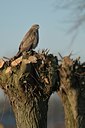 BUITEN BEELD Foto: 24617