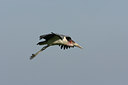 BUITEN BEELD Foto: 24703