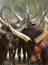 BUITEN BEELD Foto: 24769