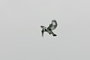 BUITEN BEELD Foto: 24841