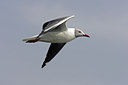 BUITEN BEELD Foto: 24863