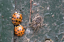 BUITEN BEELD Foto: 24919