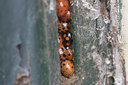 BUITEN BEELD Foto: 24920