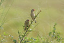 BUITEN BEELD Foto: 24937