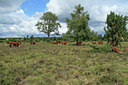 BUITEN BEELD Foto: 24989