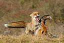 BUITEN BEELD Foto: 249003