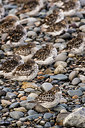 BUITEN BEELD Foto: 249036