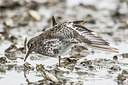 BUITEN BEELD Foto: 249047