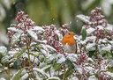 BUITEN BEELD Foto: 249128