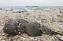 BUITEN BEELD Foto: 249141
