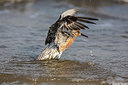 BUITEN BEELD Foto: 249178