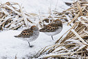 BUITEN BEELD Foto: 249482