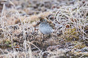 BUITEN BEELD Foto: 249487
